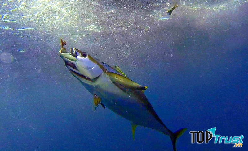 Cá ngừ vây vàng – Yellowfin Tuna