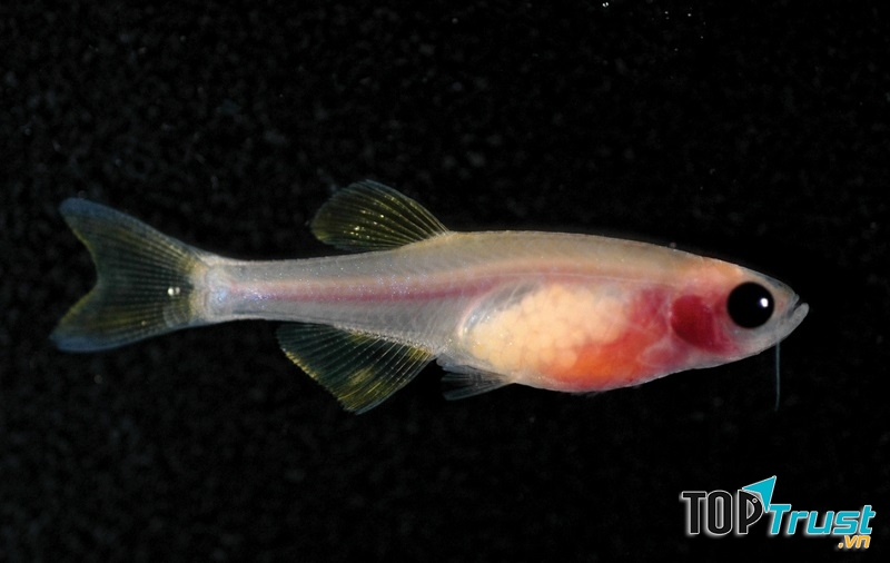 Cá ngựa vằn trong suốt