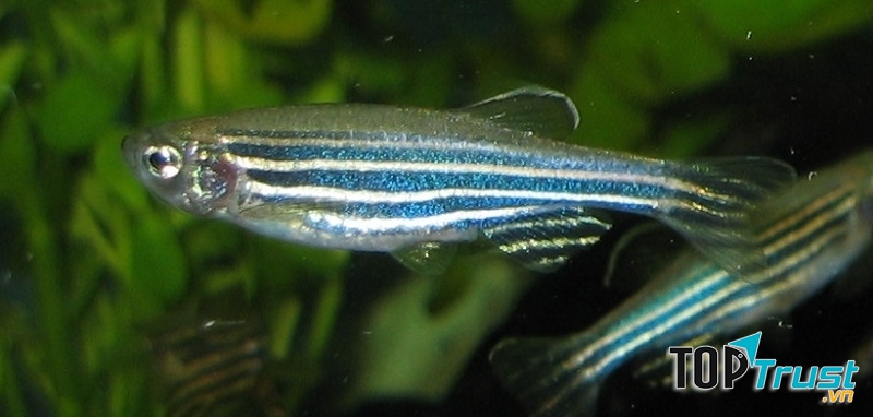 Cá ngựa vằn sọc xanh