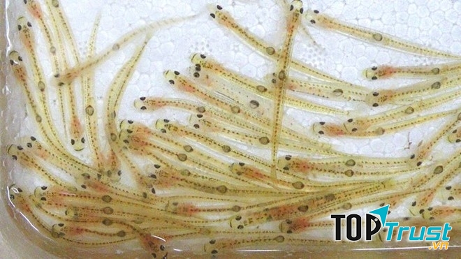 Cá nhảy múa (Shiro no odorigui)