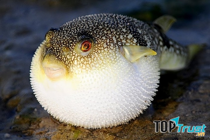 Toàn cảnh con cá nóc