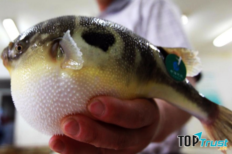 Cá nóc có độc tố gây tử vong cho con người