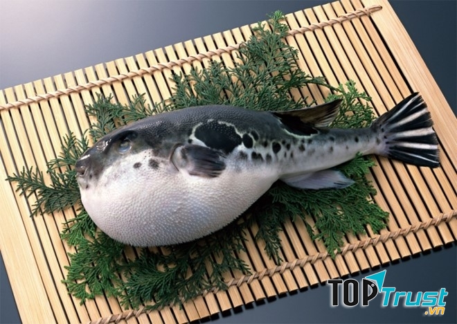 Cá nóc sống (Nhật Bản)