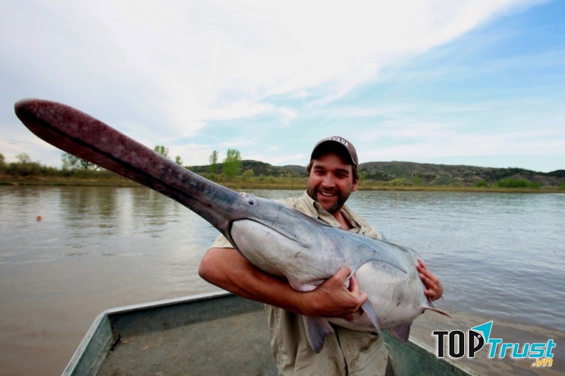 Cá  paddlefish