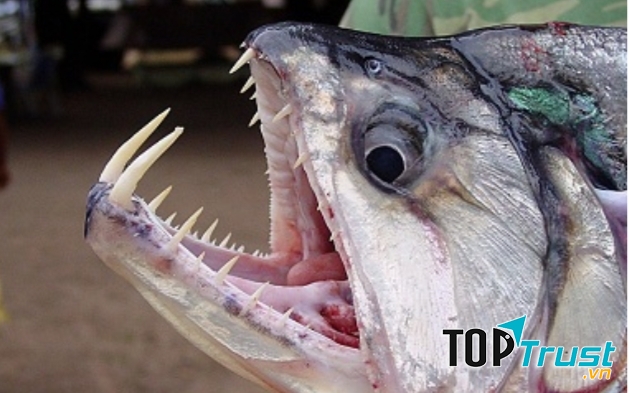 Cá Payara (cá ma cà rồng)