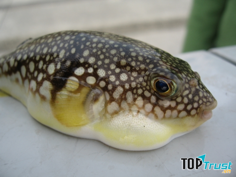 Cá Puffer