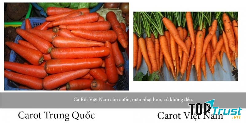 Khác biệt rõ rệt giữa cà rốt Việt Nam và cà rốt Trung Quốc