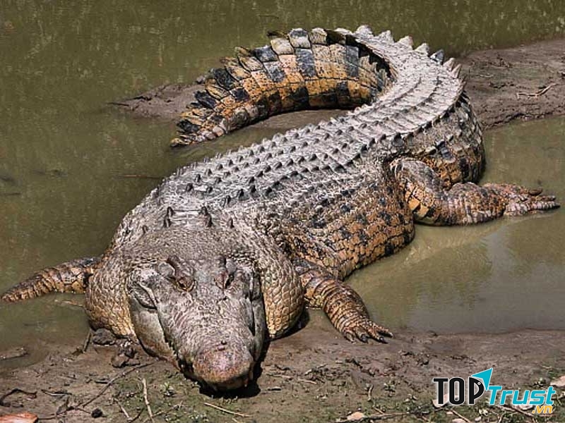 Hình ảnh một con cá sấu nước mặn với thân hình to lớn.