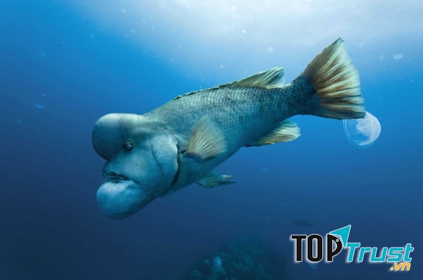 Cá Sheepshead Wrasse châu Á