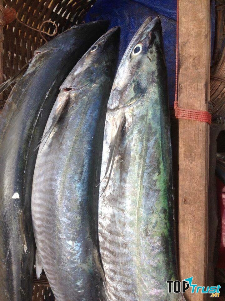 Hình ảnh loài cá thu