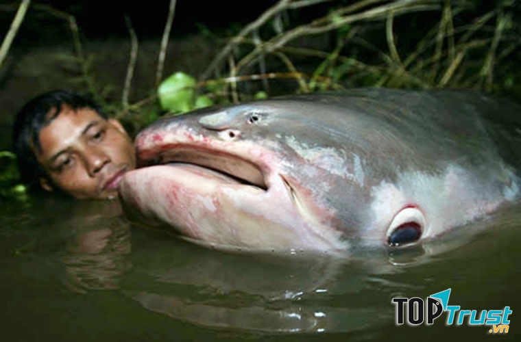 Một chú cá tra dầu khổng lồ sông Mekong