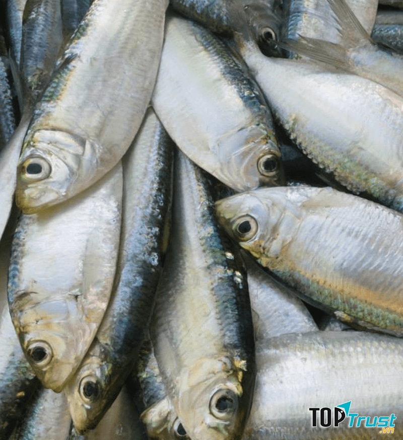 Cá trích khi chưa chế biến (Nguồn: Sưu tầm)