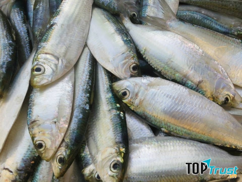 Cá trích giàu chất béo omega-3