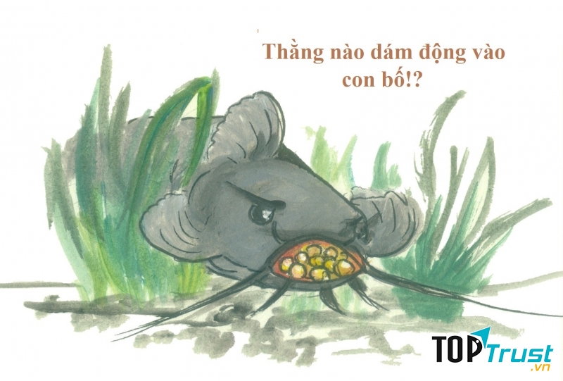 Bố cá Úc ngậm trứng