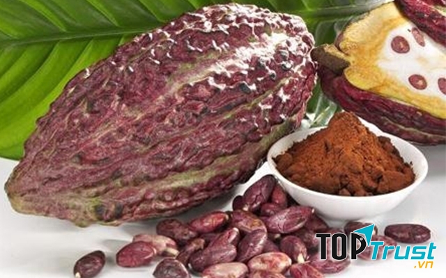 Các hợp chất flavonol trong ca cao