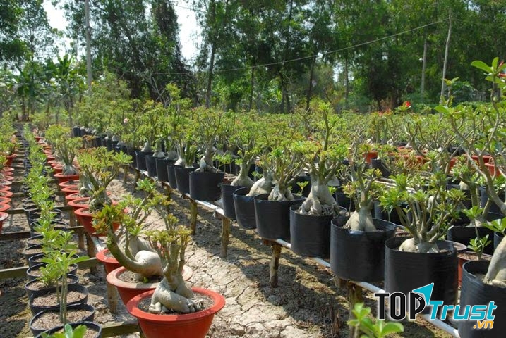 Làng trồng hoa sứ Hải Phòng