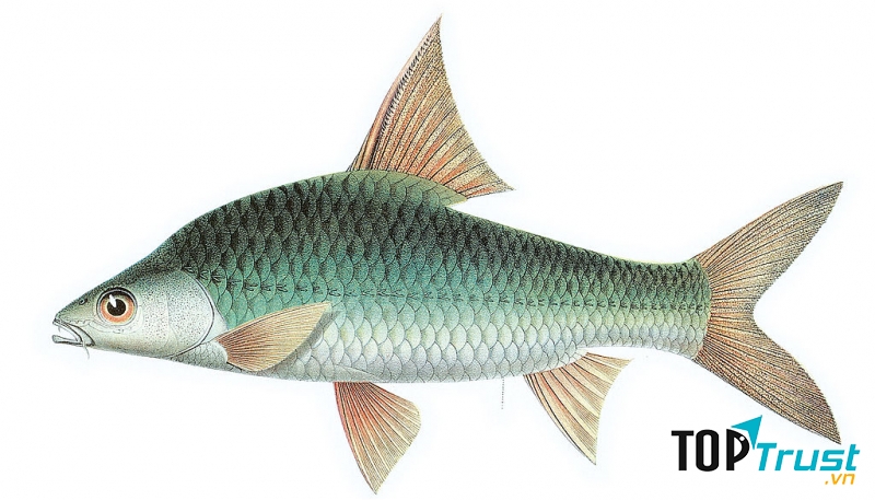 Một số loại cá nước ngọt