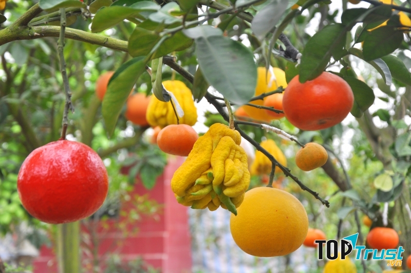 Các loại cây ngũ quả, thất quả, cửu quả