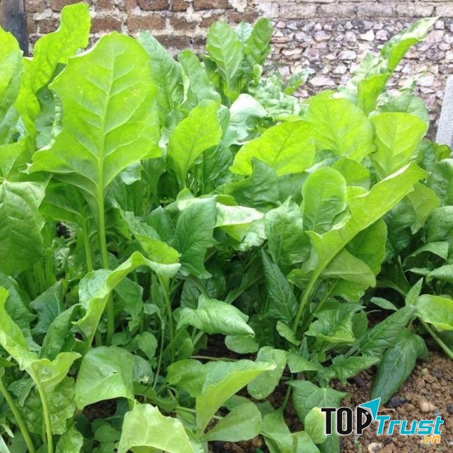 Các loại rau có lá