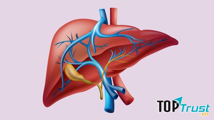 Ăn nhiều rau xanh và các thực phẩm lành mạnh sẽ giúp cho gan hoạt động khỏe mạnh (