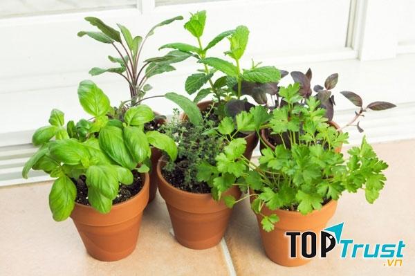 Thảo mộc và rau gia vị