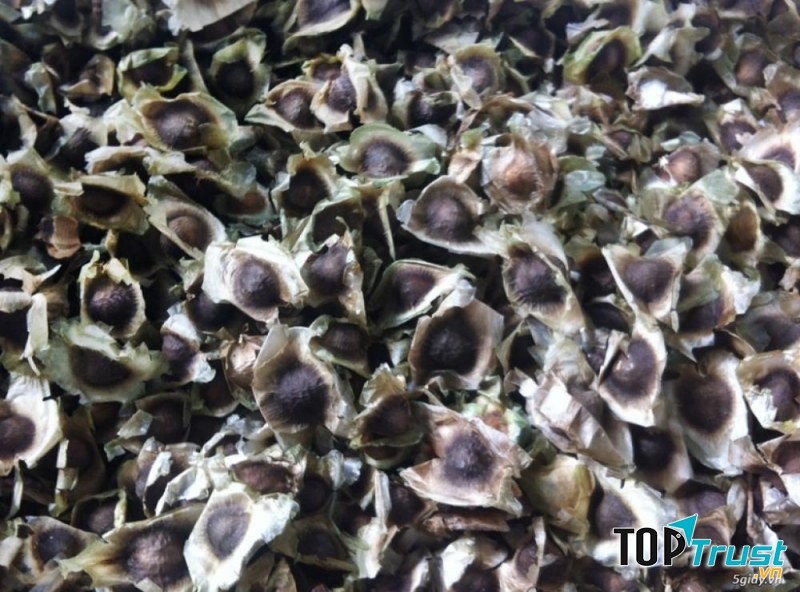 Hạt chùm ngây được dùng trị táo bón, mụn cóc và giun sán,, trị đau bụng ăn không tiêu,nóng sốt, sưng tấy da, tiểu đường và đau thắt ngang hông...