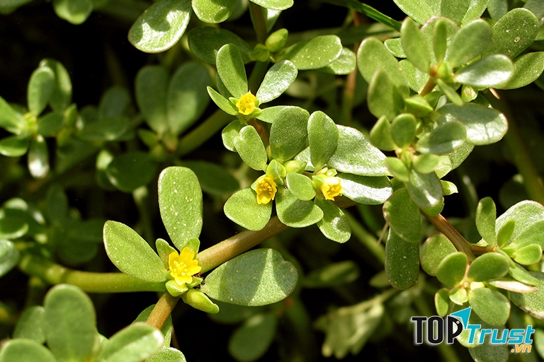 Bài thuốc xông chữa bệnh trĩ bằng cây rau sam