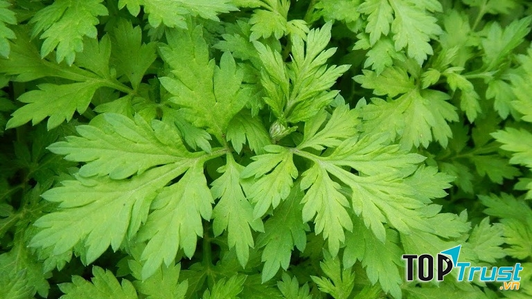 Mẹo trị đau thần kinh tọa bằng ngải cứu