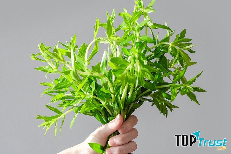 Chữa sỏi thận bằng rau ngổ