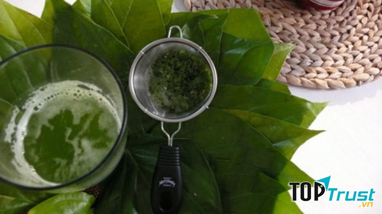 Sử dụng nước lá trầu không uống hằng ngày để khắc phục trào ngược dạ dày