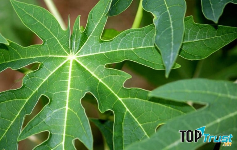 Cách chữa viêm da cơ địa bằng lá đu đủ