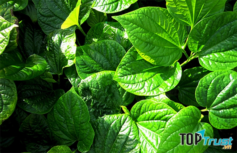 Cách chữa viêm da cơ địa bằng lá lốt