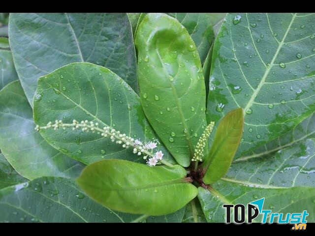 Chữa viêm họng bằng lá bàng là một trong những phương pháp điều trị viêm họng được ông cha ta truyền lại. Nếu kiên trì thực hiện thường xuyên và đều đặn chắc chắn sẽ mang lại hiệu quả cao.﻿