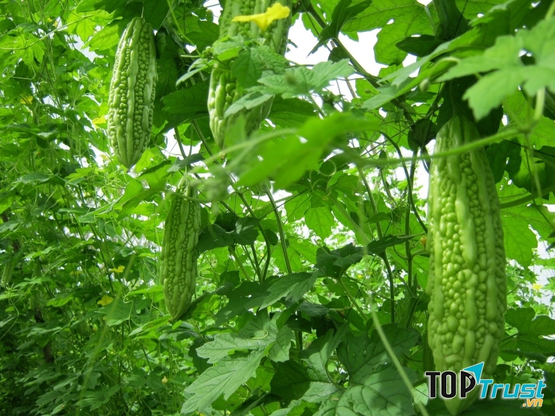 Mướp đắng dùng để chữa viêm họng