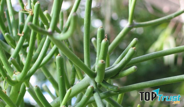 Cách trị viêm mũi dị ứng bằng cây giao