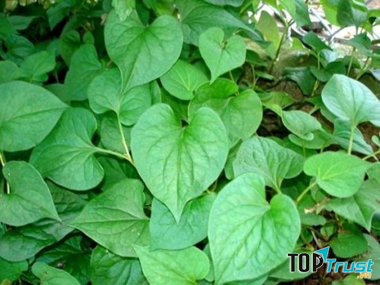 Cách chữa viêm tai giữa bằng rau diếp cá