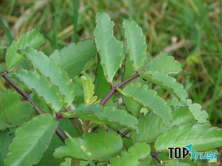 Cách trị viêm xoang bằng cây lá bỏng