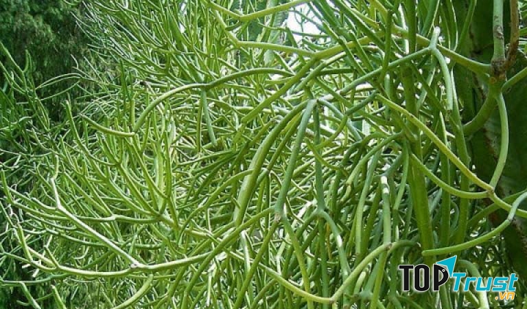 Cách dùng cây giao điều trị bệnh viêm xoang