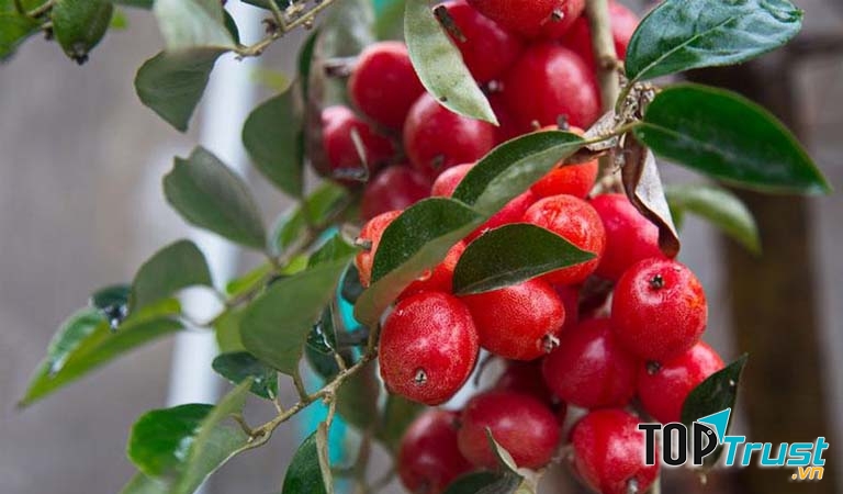 Cách điều trị viêm xoang bằng cây nhót