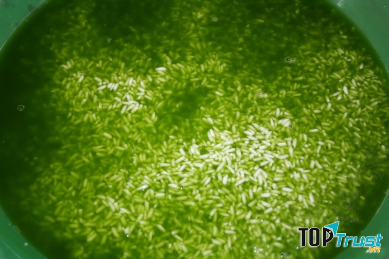 Nếp ngâm cùng lá dứa giúp gạo xanh đẹp mắt