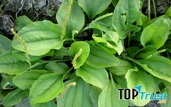 Sử dụng lá mã đề