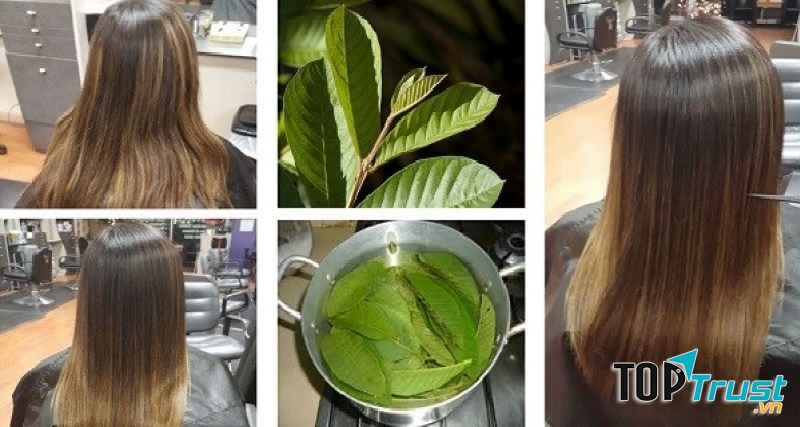 Cách trị rụng tóc bằng lá ổi