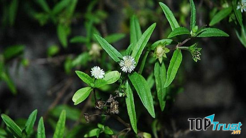 Cách trị rụng tóc với cây nhọ nồi