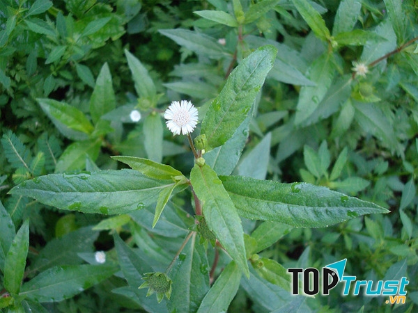 Cách trị rụng tóc với cây nhọ nồi