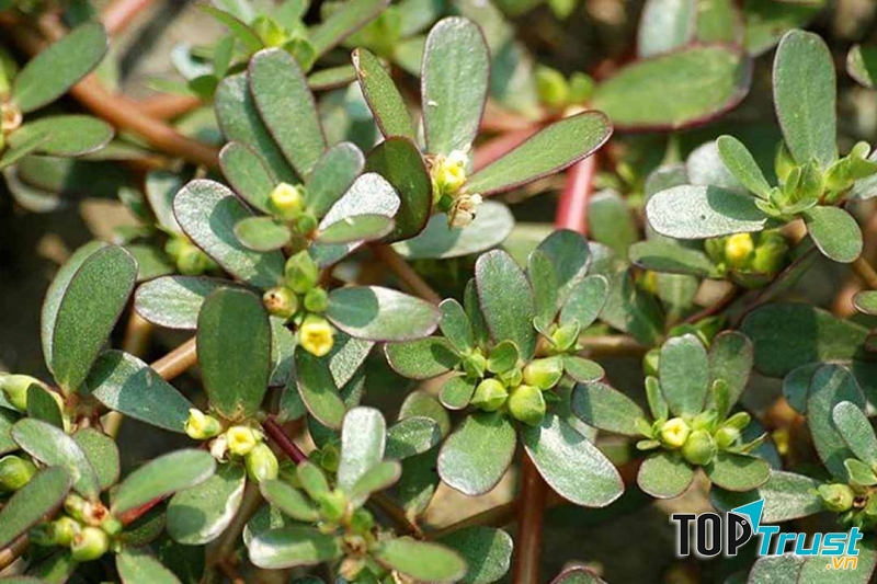 Ảnh minh họa - nguồn internet