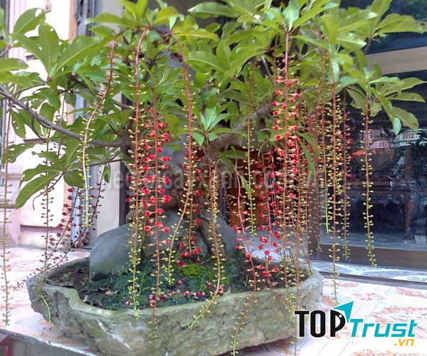 Ảnh minh họa - nguồn internet