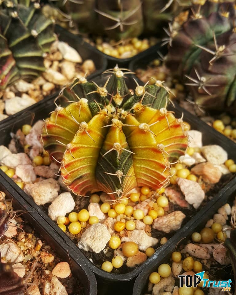 Cactus Garden Bien Hoa