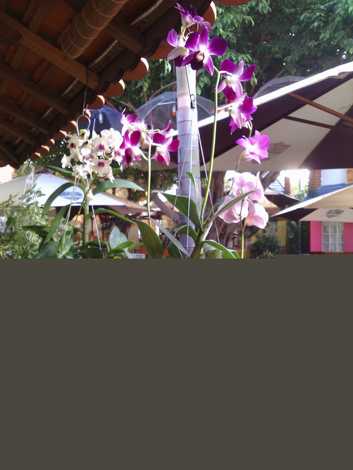 Cafe Heo May