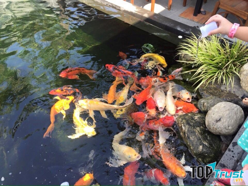Cafe Koi Nha Trang