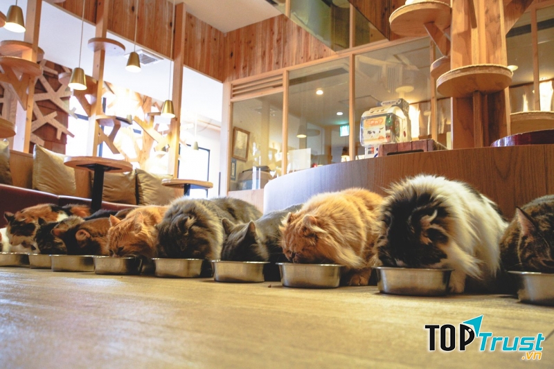 Ảnh minh họa cho Café Lua ở Machida (nguồn Internet)